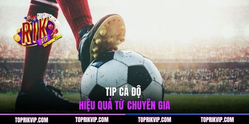Tip cá độ hiệu quả từ chuyên gia